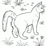 Kot w ogrodzie