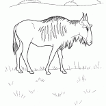 Gnu