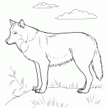 Predator na polowanie