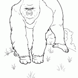 Ogromny małpa