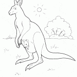 Kangur w Australii