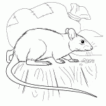 Szczur
