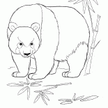 Panda w dżungli