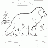 Lis polarny