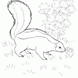 Skunk w poszukiwaniu jedzenia