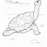 Turtle nad morzem