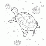 Żółw na plaży