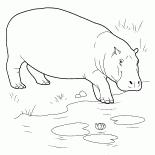Hippo idzie do wód