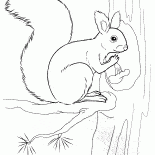 Wiewiórka trzyma nakrętkę