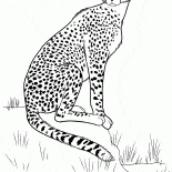 Cheetah na polowania