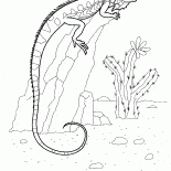 Iguana na skale