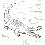 Krokodyl przyszedł na lądzie