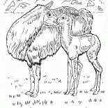 Lamy na pustyni